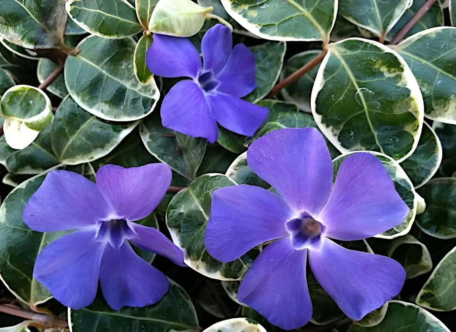 Vinca minor 'Ralph Shugert' - Kleines Immergrün, Staude, grüne Blätter, wächst kriechend, von Stauden Gänge.
