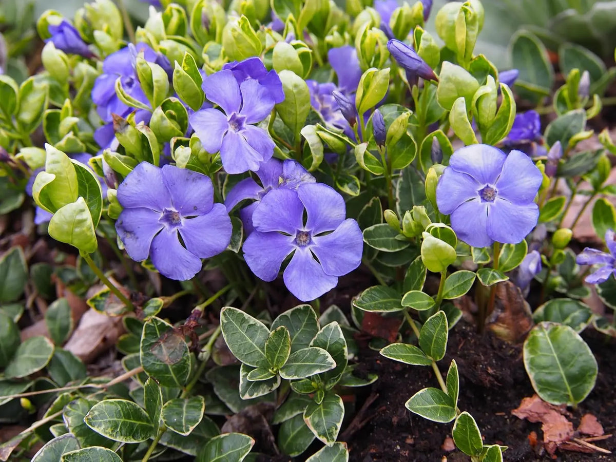 Vinca minor 'Ralph Shugert' Staude, kleines Immergrün, grüne Blätter und violette Blüten, wächst als Bodendecker in Garten.