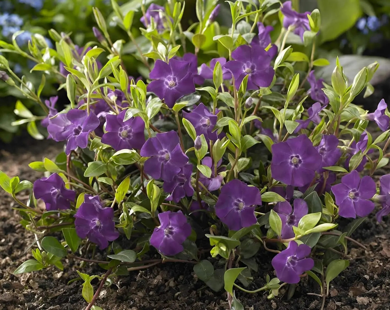 Vinca minor 'Rubra' / 'Atropurpurea' – kleines immergrünes Staudenpflanze, Stauden Gänge, mit dunkelroten Blättern