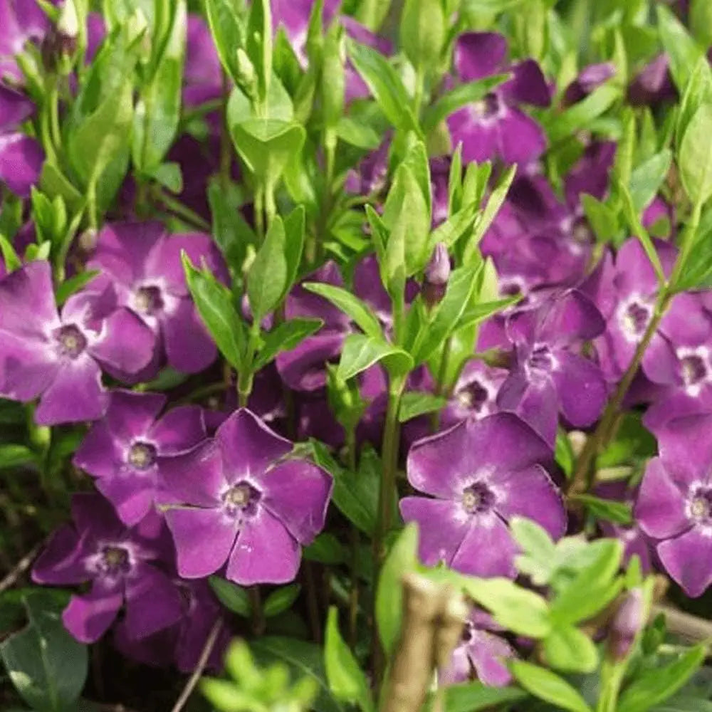 Vinca minor 'Rubra' / 'Atropurpurea' - kleines Immergrün, Staude mit dunkelroten und purpurfarbenen Blättern, botanische Pflanze