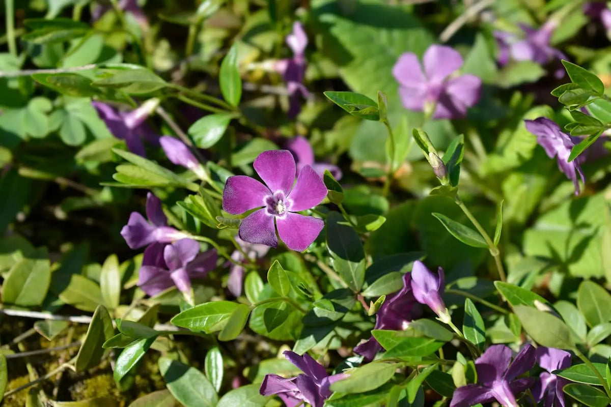 Vinca minor 'Rubra' / 'Atropurpurea' - kleines Immergrün, Staude mit dunkelroten bis purpurfarbenen Blättern, wächst kriechend.