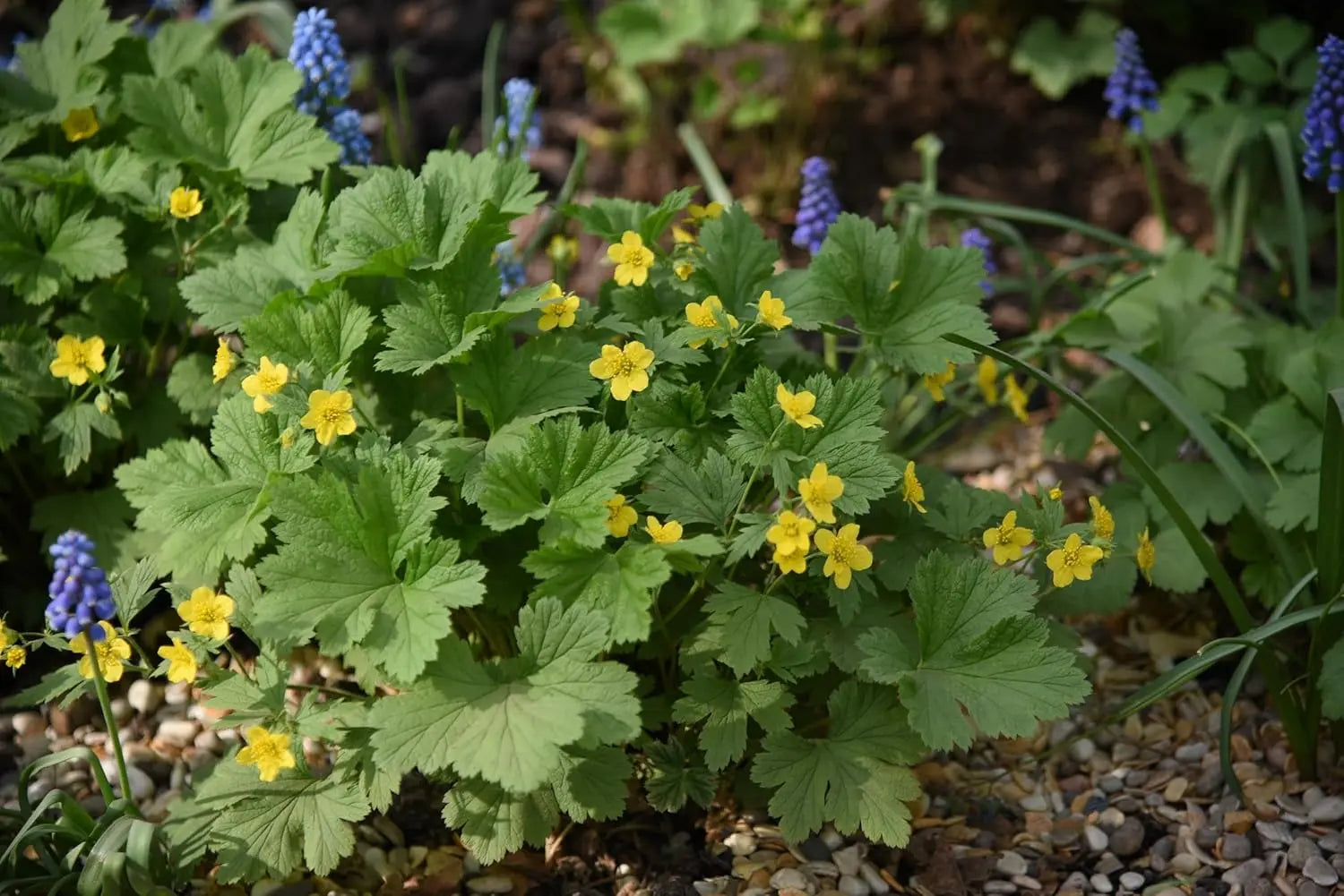 Waldsteinia geoides (Ungarwurz) Staude von Stauden Gänge, grüne Blätter und kleine gelbe Blüten, bodenbedeckend wachsend