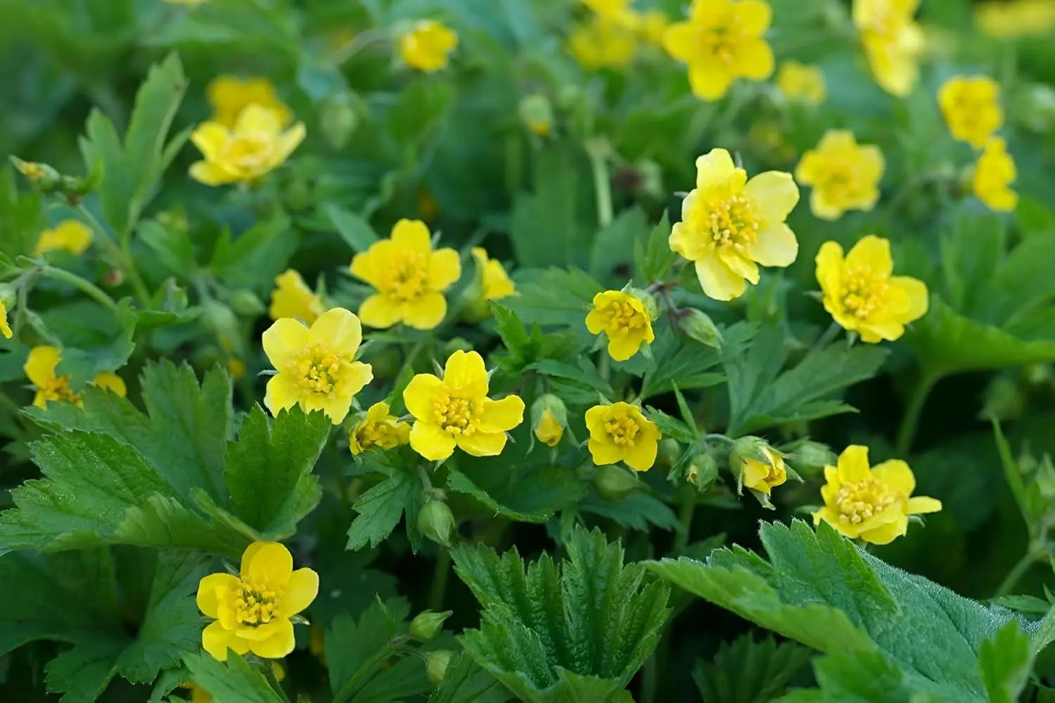 Waldsteinia geoides Ungarwurz Staude von Stauden Gänge, grüne Blätter und kleine gelbe Blüten, bodendeckende Pflanze