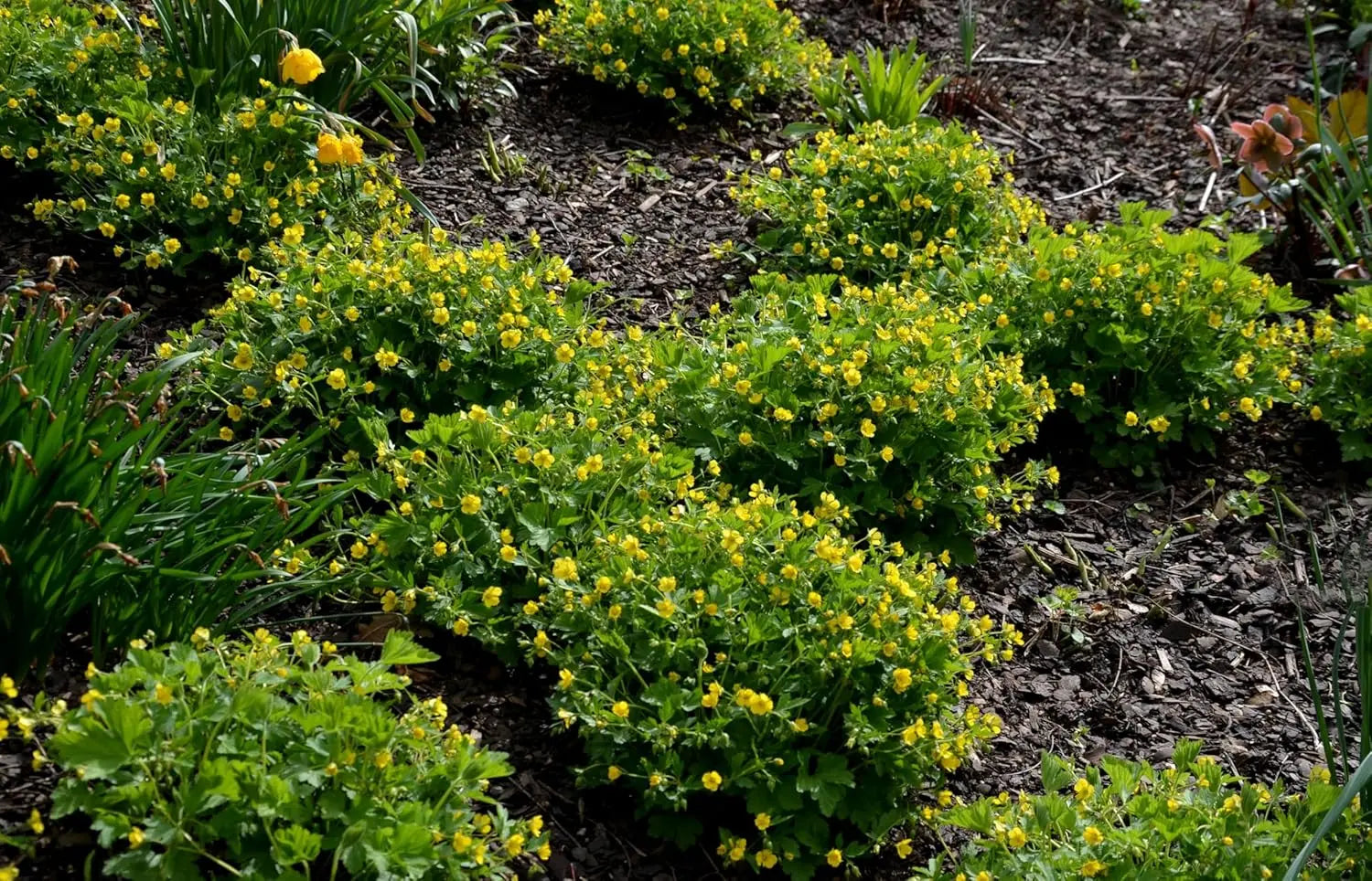 Waldsteinia geoides Ungarwurz Staude, grüne Blätter und kleine gelbe Blüten, wächst als Bodendecker in einem Garten.