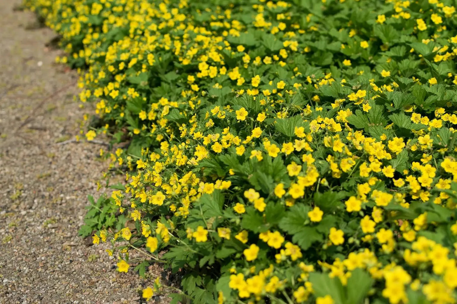 Waldsteinia geoides Ungarwurz Staude mit grünen, teils goldgelben Blättern und kleinen gelben Blüten, Stauden Gänge