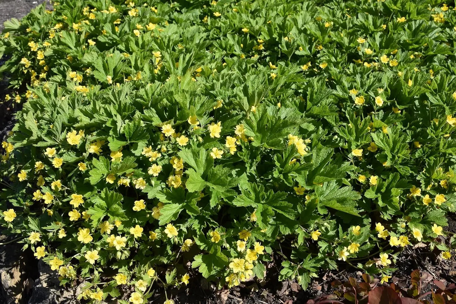 Waldsteinia geoides, Ungarwurz Staude mit grünen Blättern und kleinen Blüten, von Stauden Gänge.