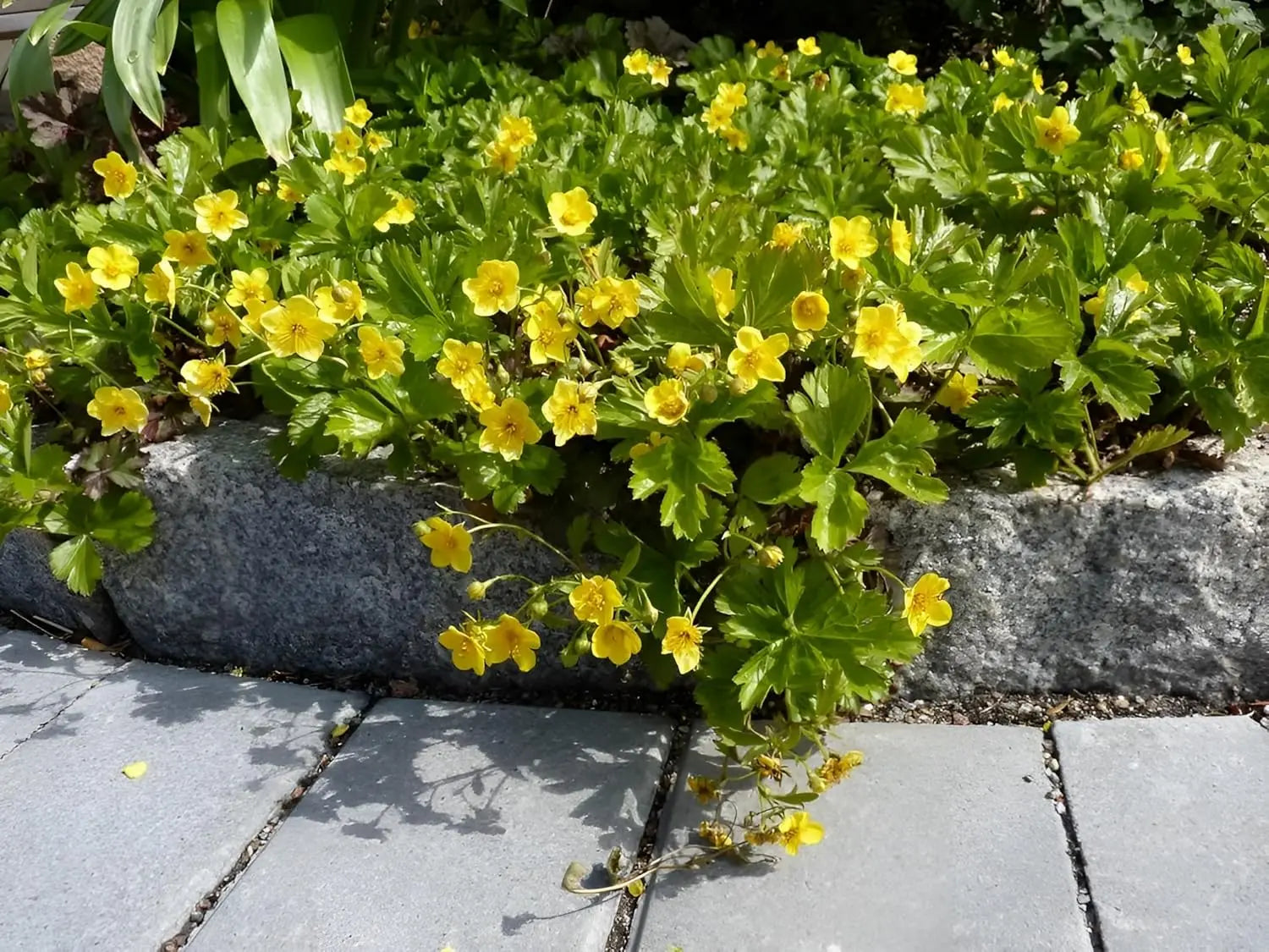Waldsteinia ternata Golderdbeere Staude von Stauden Gänge, grüne Blätter und kleine gelbe Blüten, bodendeckend und langlebig