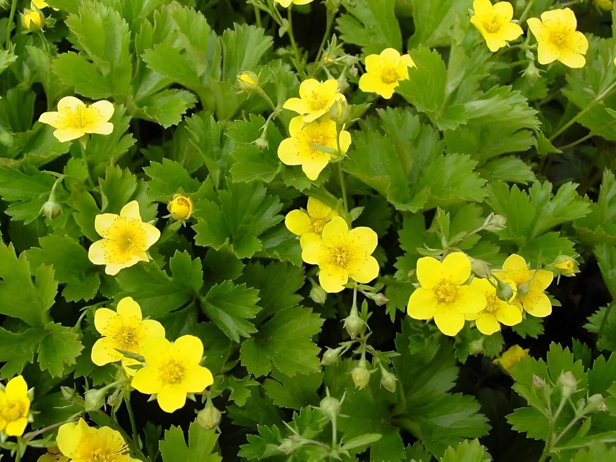 Waldsteinia ternata Golderdbeere Staude mit grünen, kleinen Blättern und gelben Blüten, wächst als Bodendecker in Garten.