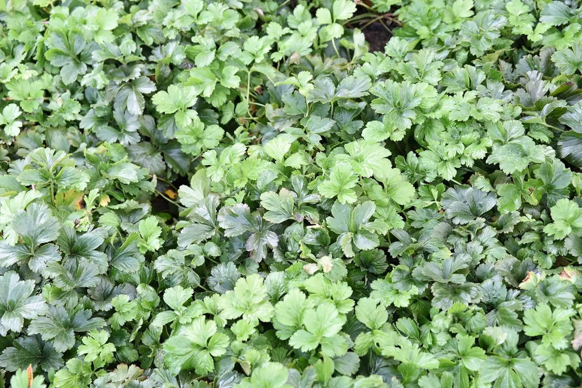 Waldsteinia ternata Golderdbeere Staude mit grünen Blättern und kleinen gelben Blüten, wächst als Bodendecker in Garten.