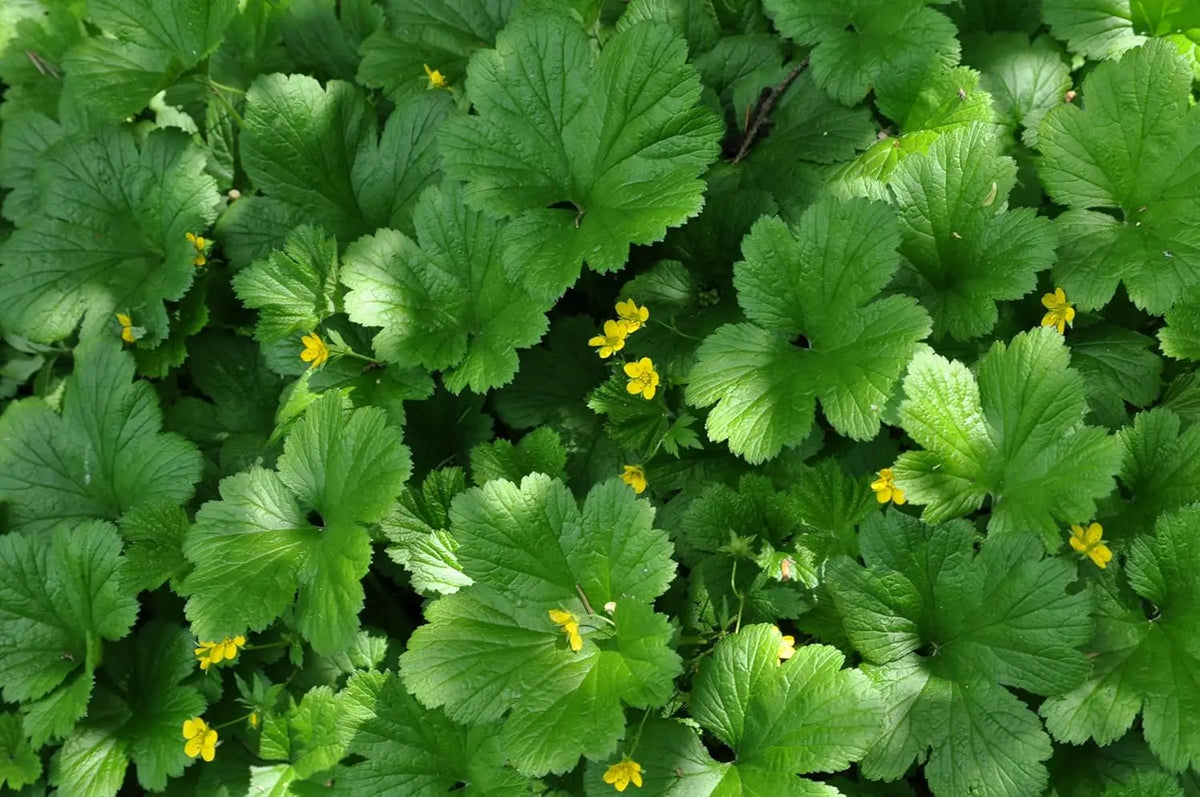 Waldsteinia ternata Golderdbeere Staude mit grünen Blättern und kleinen gelben Blüten, im Garten gepflanzt.