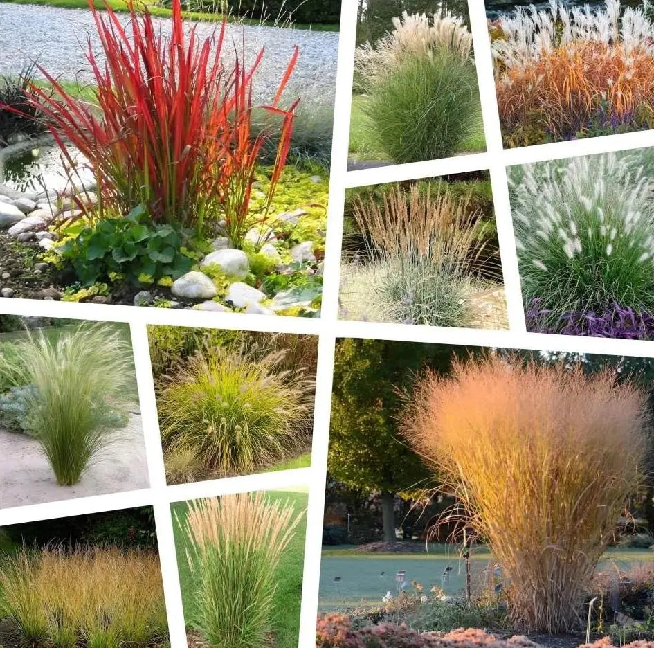 Ziergras Kollektion von Stauden Gänge mit 10 verschiedenen Ziergräsern für einen eleganten Garten.