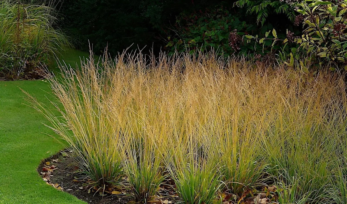 Ziergras Kollektion von Stauden Gänge, 10 verschiedene Ziergräser für einen prachtvollen Garten, natürliche Pflanzenmischung