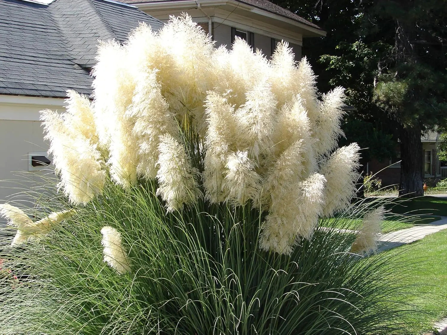 Zwei Cortaderia selloana Ziergräser im Stauden Gänge Mix, mit weißen und roséfarbenen Blüten, in einer Gartenszene.