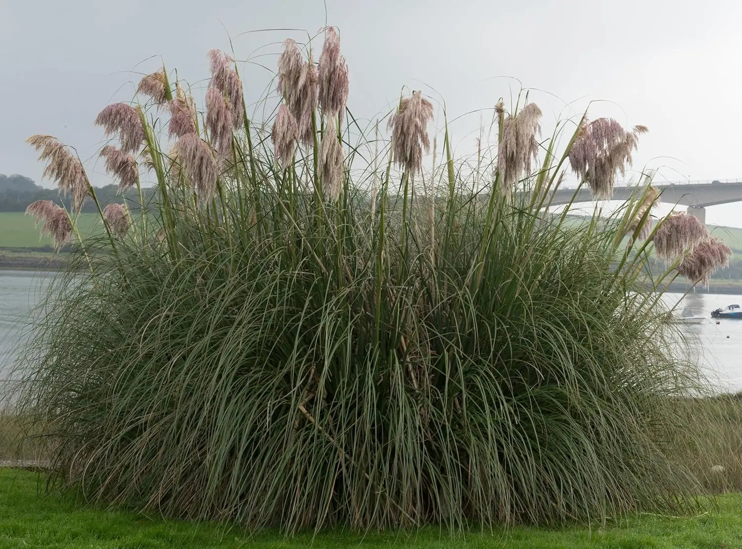 Zwei Cortaderia selloana Ziergräser im Mix, mit strahlendem Weiß und sanftem Rosé, im Garten mit grünem Hintergrund.