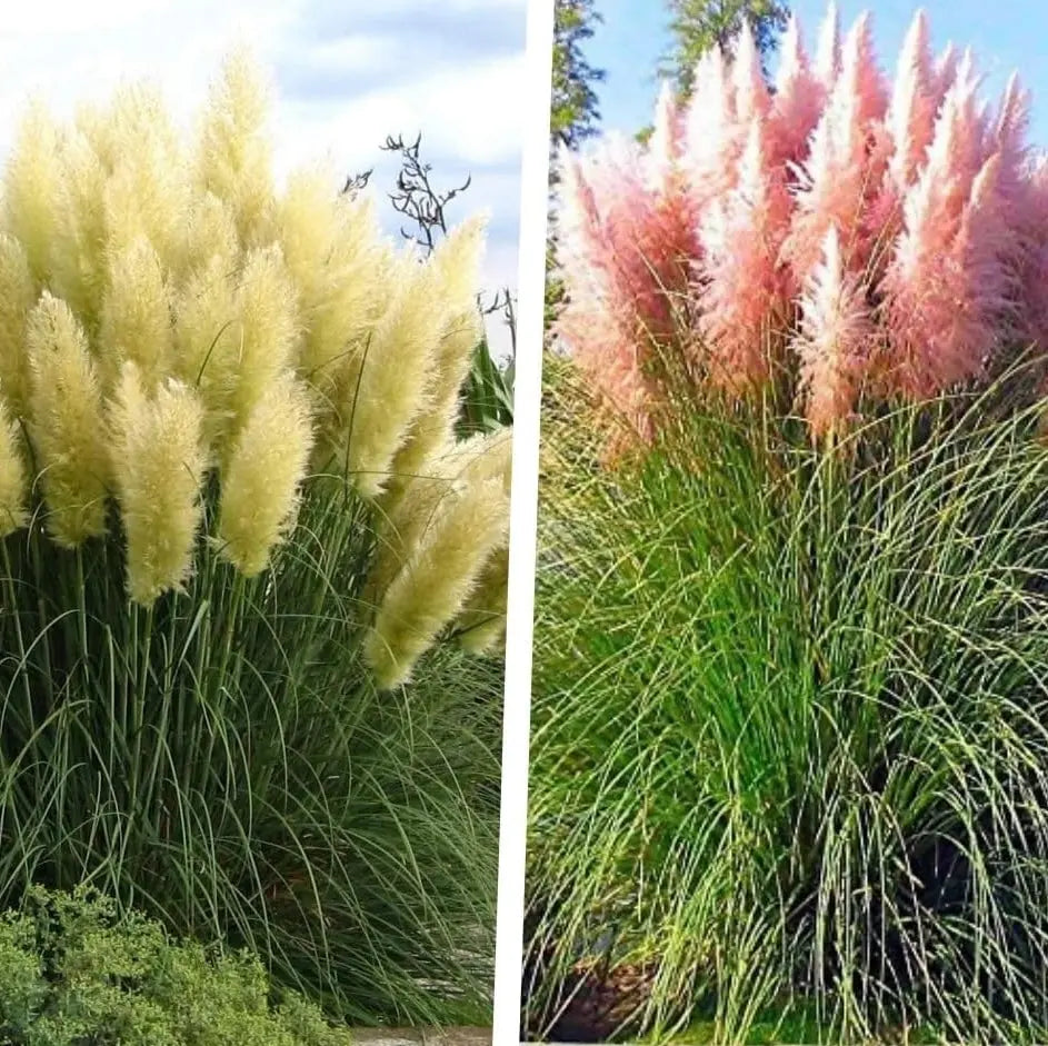 Zwei große Cortaderia selloana Pampasgras im XXL-Topf, dekoratives Ziergras von Stauden Gänge, grün mit weißen Blüten.