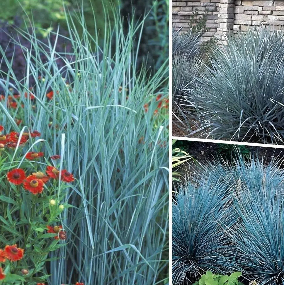 Drei blaue Ziergräser in der Stauden Gänge Kollektion, elegante Zierpflanzen für Garten und Balkon, mit blauer Blütenpracht.