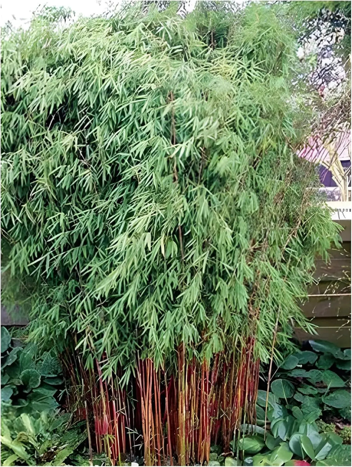 Drei Fargesia Ziergräser aus der Stauden Gänge Kollektion, exotischer Garten-Bambus für lebendige Gartengestaltung.