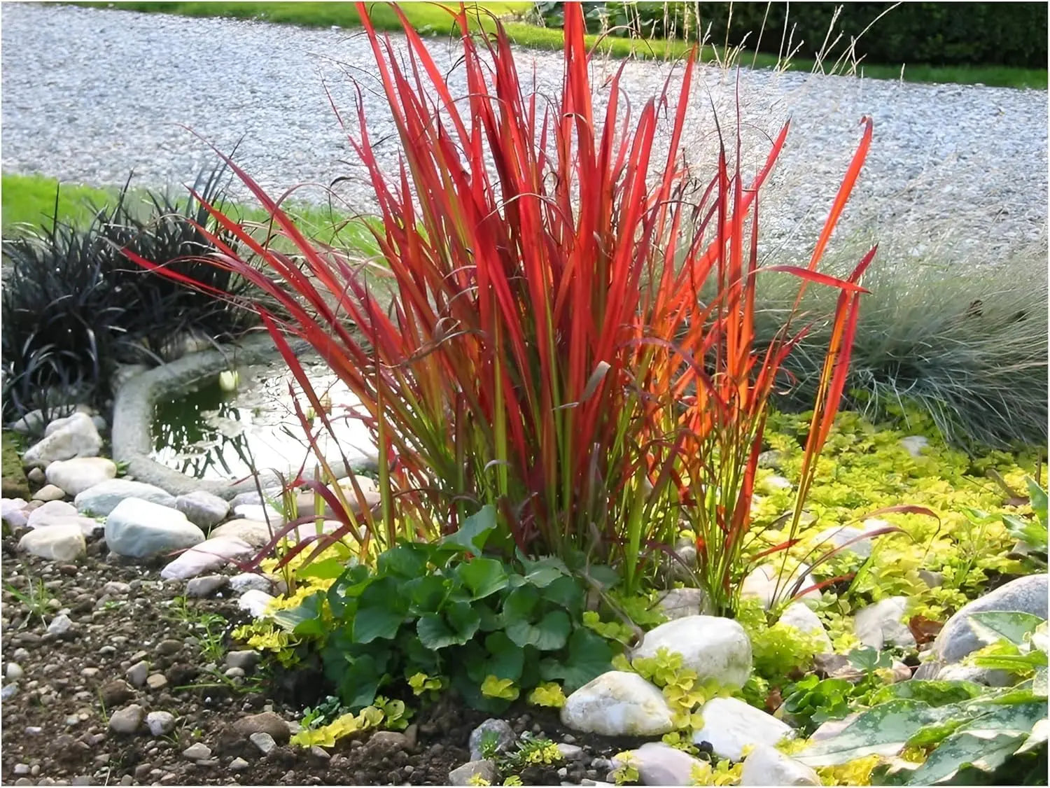 Drei rote Ziergräser aus der Stauden Gänge Kollektion, mit lebendiger Farbe und beweglicher Wuchsform als Garten Deko