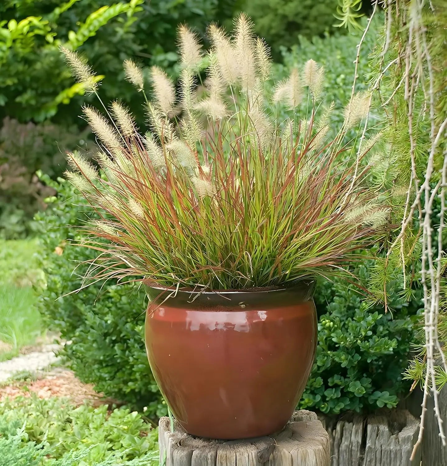 Drei rote Ziergräser aus der Stauden Gänge Kollektion, mit lebendigen Farben und eleganter Bewegung im Garten.