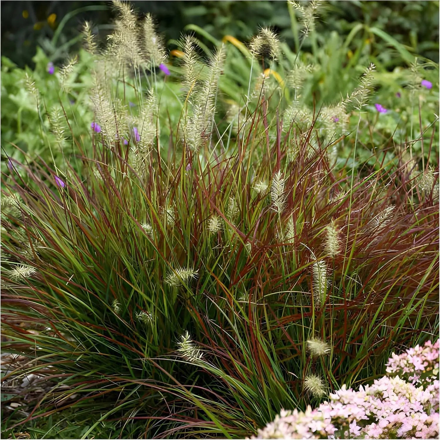 Drei rote Ziergräser der Stauden Gänge Kollektion, mit farbenfroher, bewegter Erscheinung im Garten.