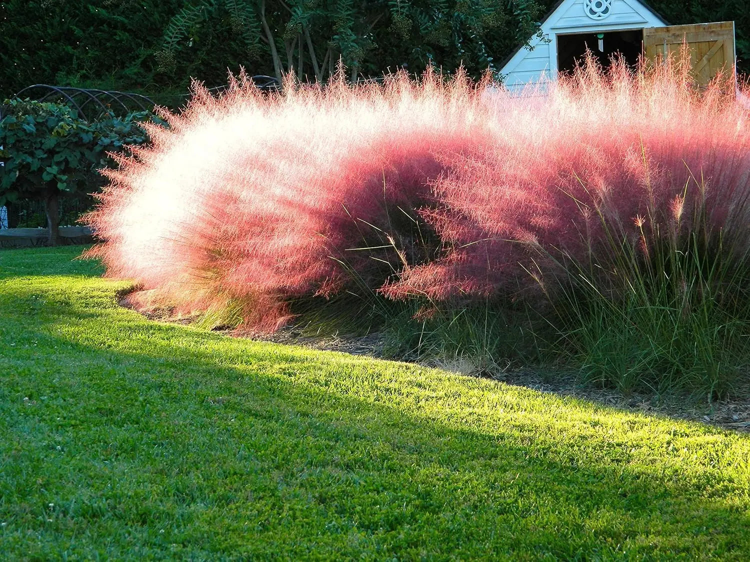 Drei rote Ziergräser aus der Stauden Gänge Kollektion, mit farbenfrohem und beweglichem Ziergras für Garten und Balkon.