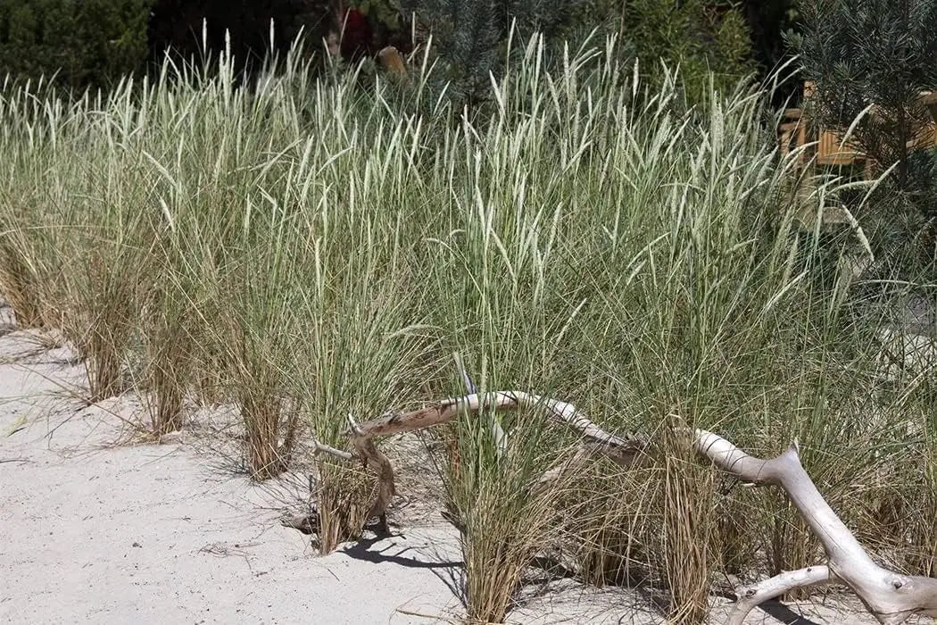Drei Silter Strandziergräser von Stauden Gänge, elegante Ziergräser für den Garten, windbewegte Gräser im Wind.
