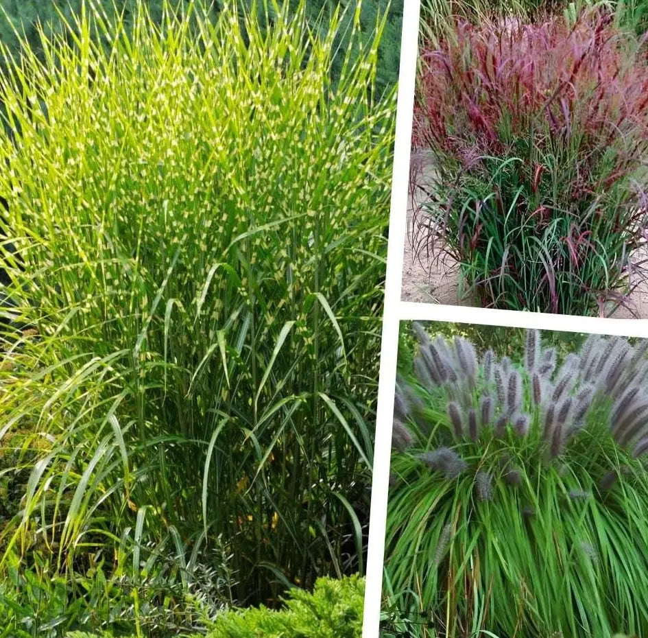 Drei Ziergräser aus der Stauden Gänge Kollektion, mit strukturierter, farbiger und beweglicher Optik in einem Gartenbereich.