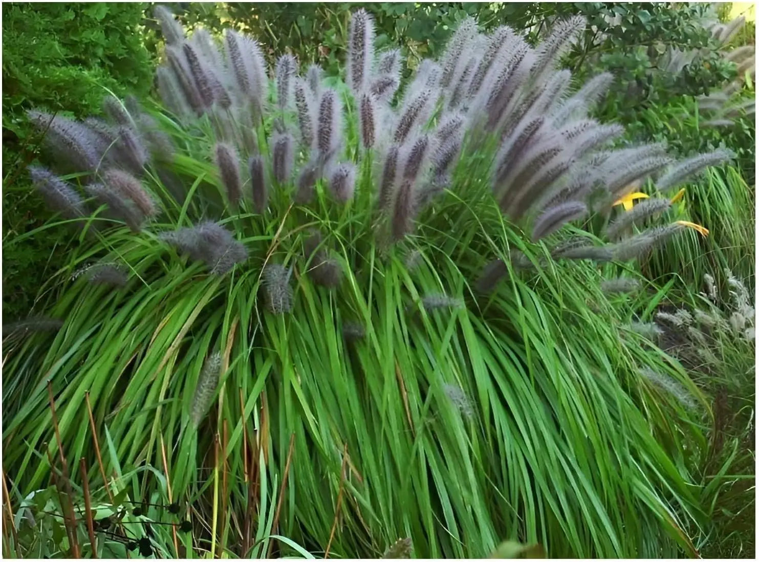 Drei Ziergräser in der Stauden Gänge Kollektion mit Struktur, Farbe und Bewegung, im Garten.