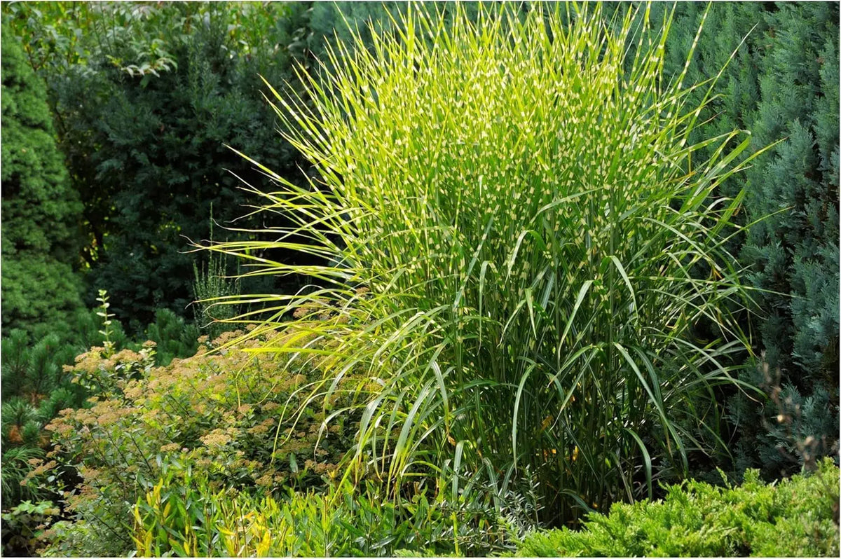 Drei Ziergräser in der Stauden Gänge Kollektion mit Struktur, Farbe und Bewegung, ideal für Garten und Landschaft.