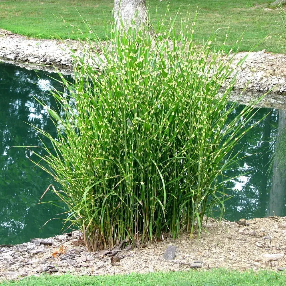Drei Stauden Gänge Ziergräser in einer Kollektion mit unterschiedlichen Strukturen, Farben und Bewegungen, Garten-Dekoration