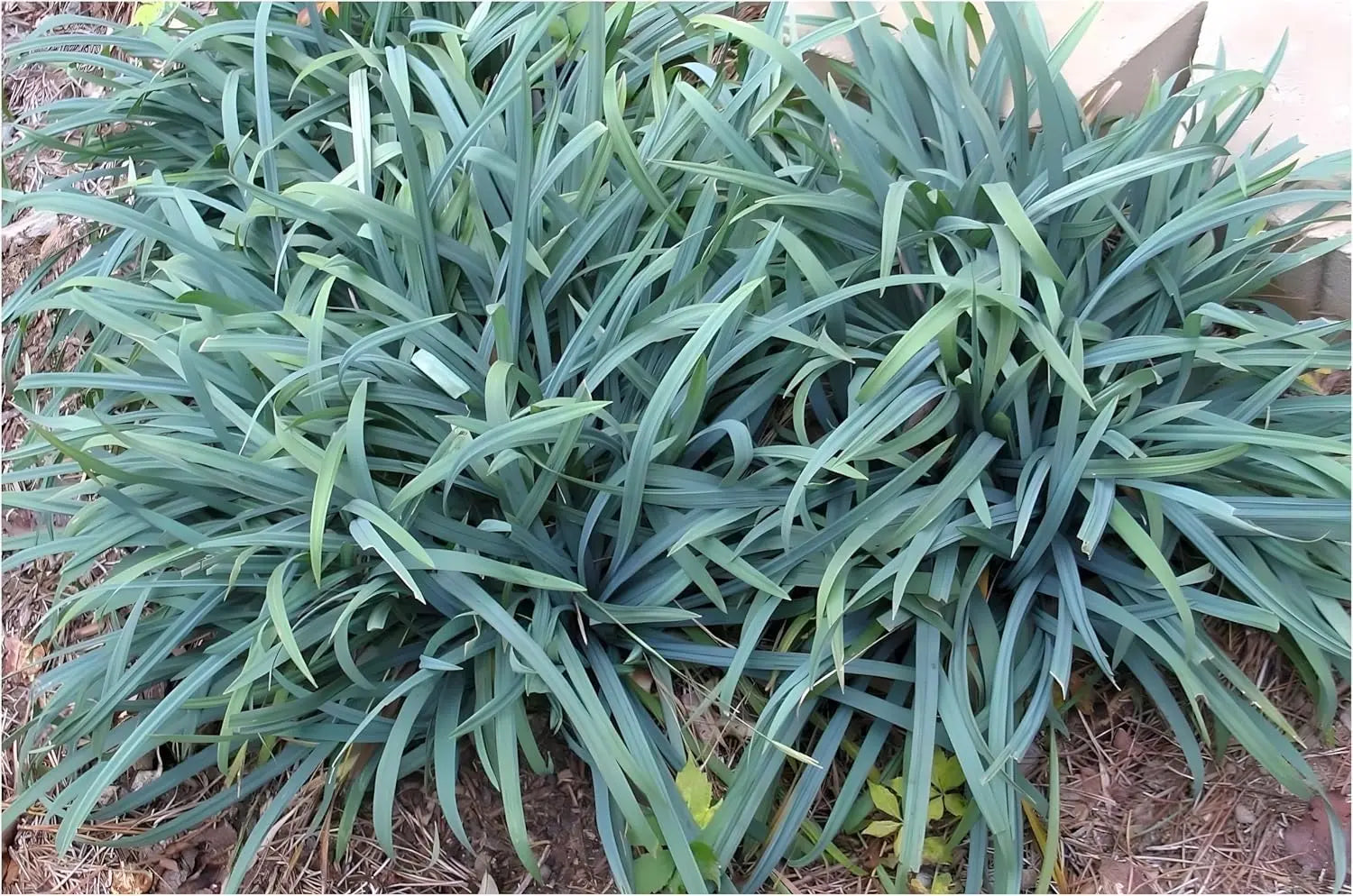 Vier blaue Ziergräser aus der Stauden Gänge Kollektion, verschiedene Blaunuancen, elegante Zierpflanzen für den Garten.