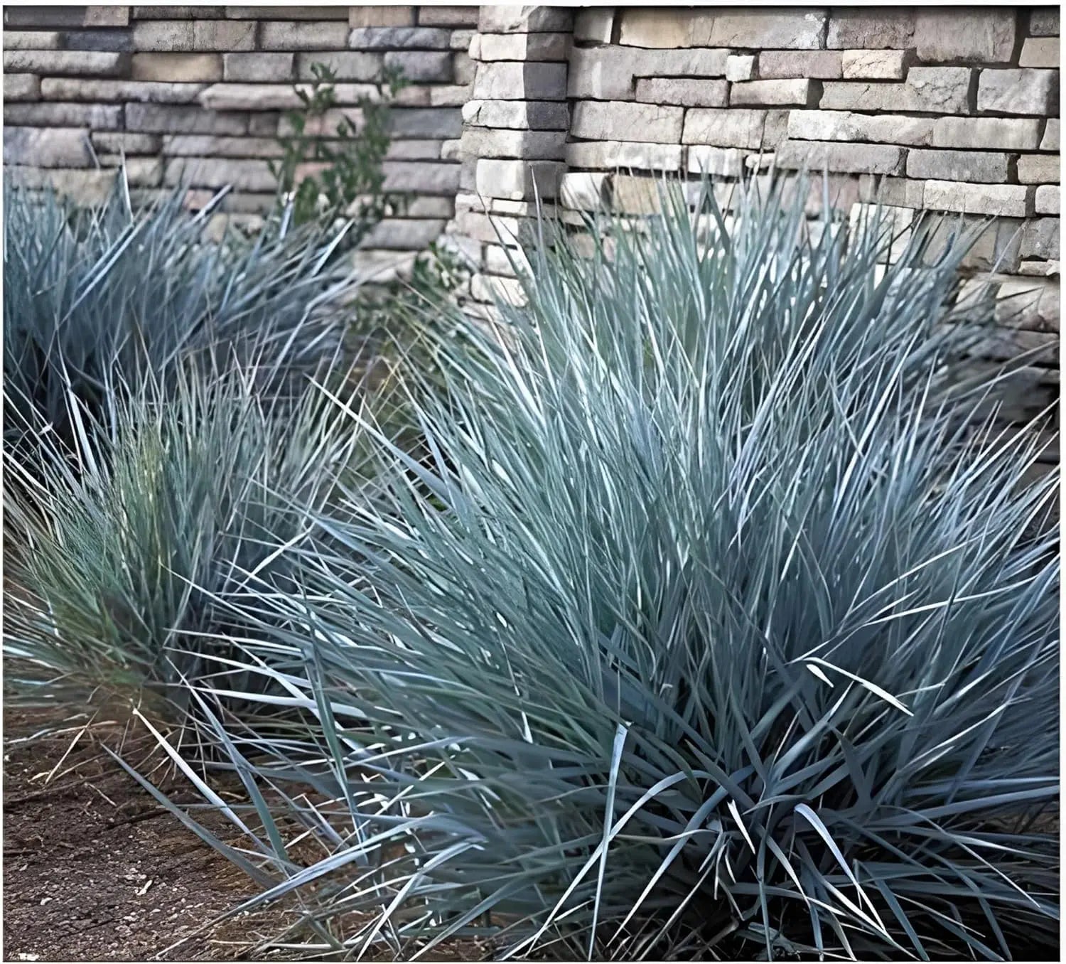 Vier blaue Ziergräser aus der Stauden Gänge Kollektion, verschiedene Blau-Nuancen, im Gartenfoto abgebildet.