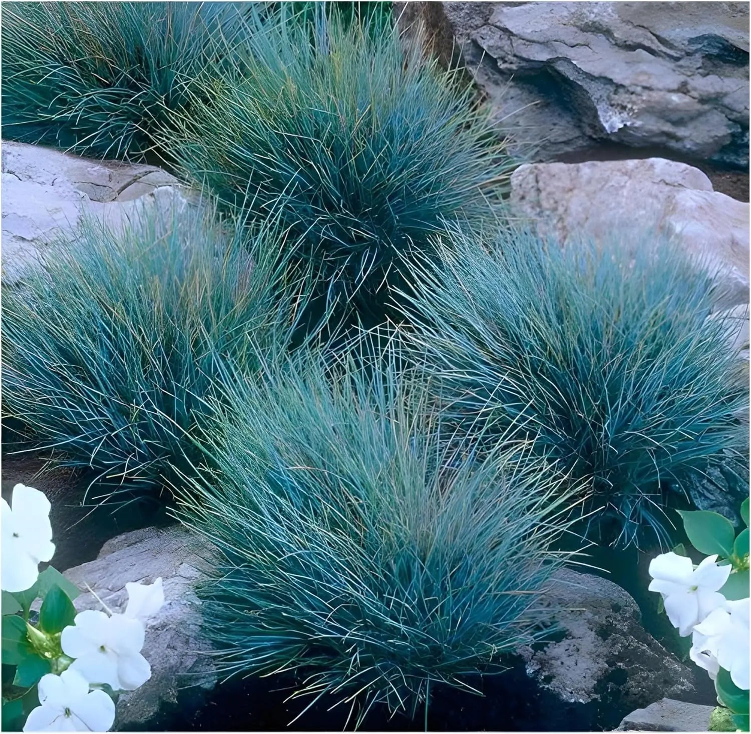 Vier blaue Ziergräser der Stauden Gänge Kollektion in unterschiedlichen Blau-Nuancen, perfekt für Garten und Balkon.