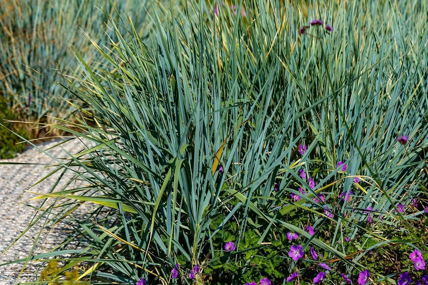 Vier blaue Ziergräser aus der Stauden Gänge Kollektion, verschiedene Blautöne, dekorative Ziergräser für den Garten