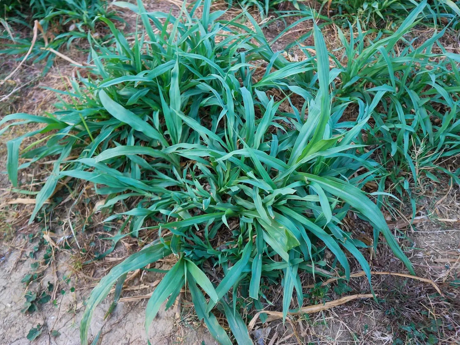 Vier blaue Ziergräser von Stauden Gänge, unterschiedliche Nuancen, im Gartenbeet.