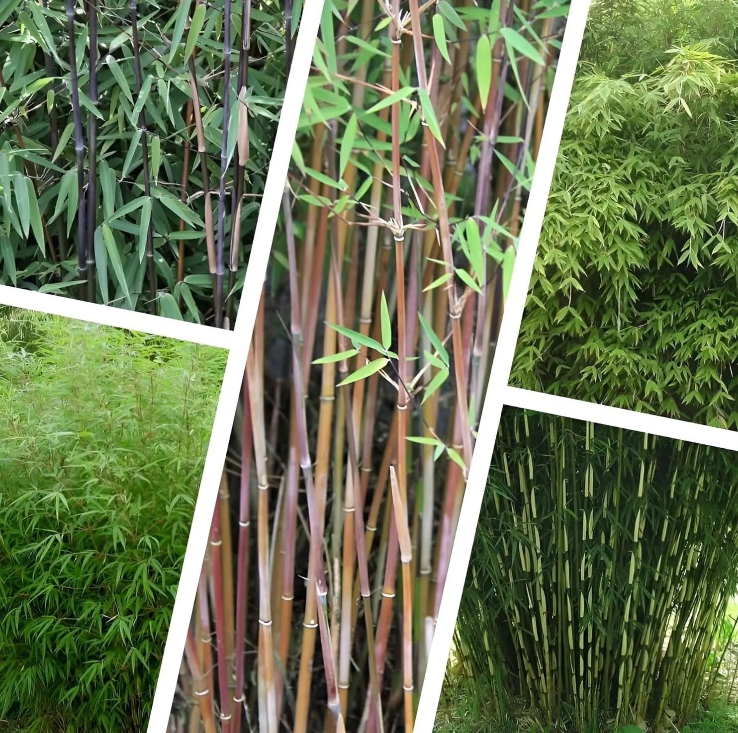 Fünf Fargesia Ziergräser aus der Stauden Gänge Garten-Bambus Kollektion, grüne, buschige Bambuspflanzen für den Garten.