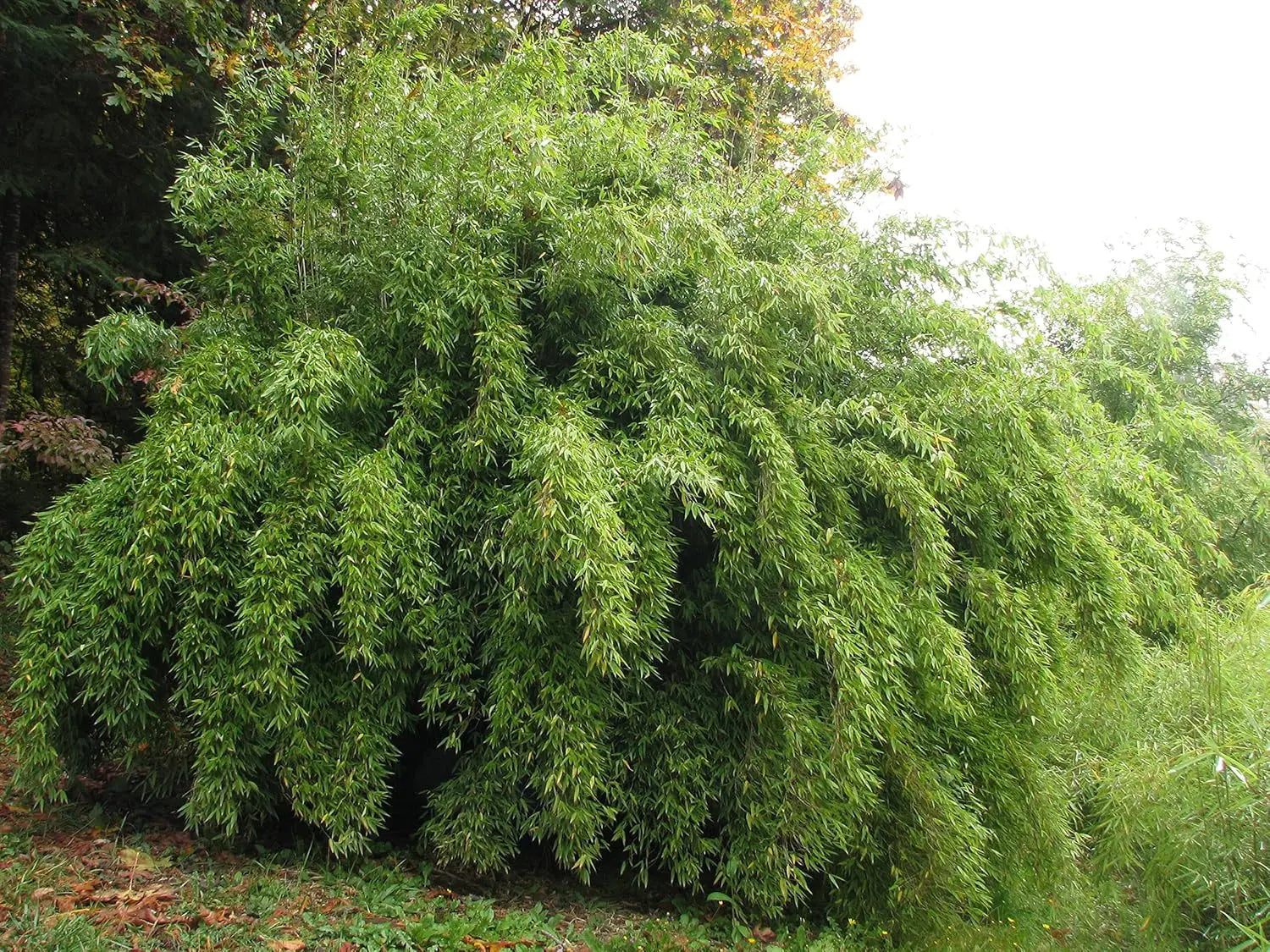 Fünf Fargesia Ziergräser aus der Garten-Bambus-Kollektion von Stauden Gänge, frisch und grün im Garten gepflanzt