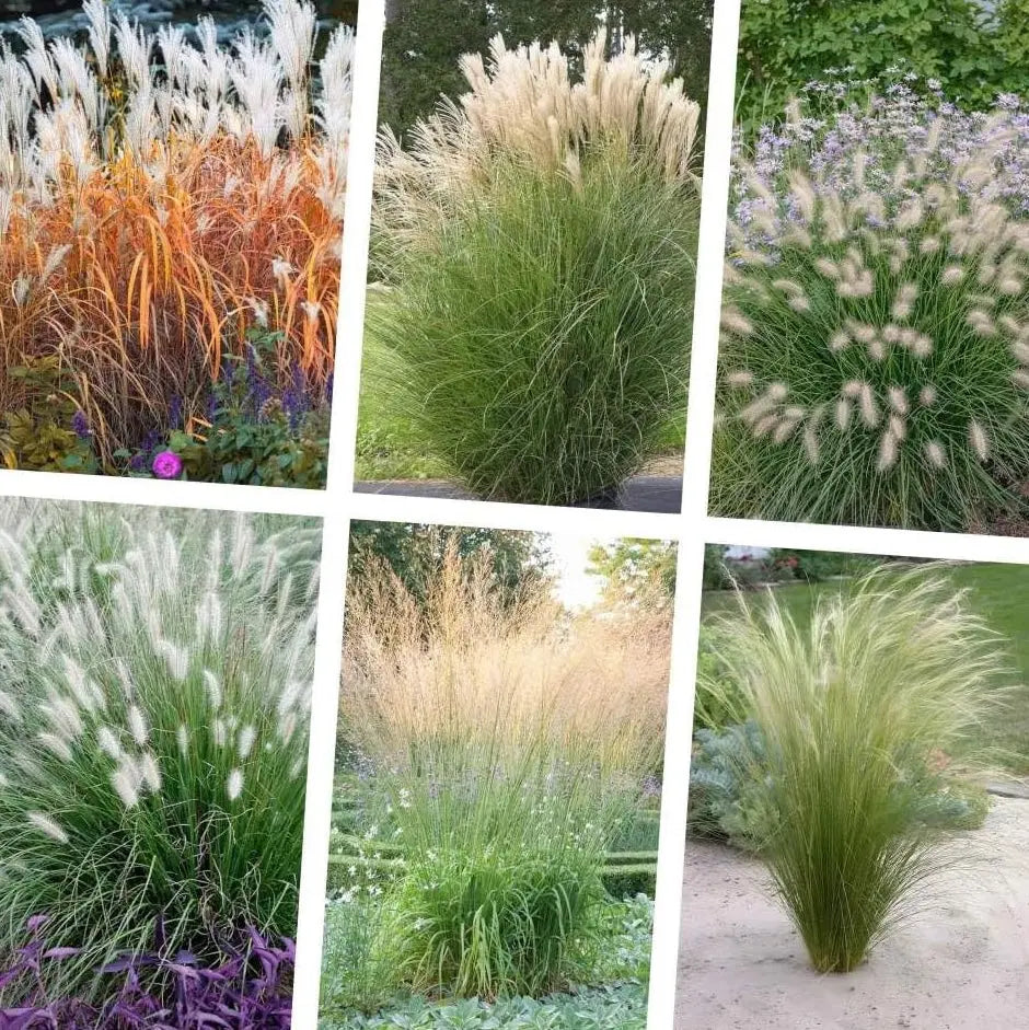 Sechs Ziergräser von Stauden Gänge, harmonisches Ensemble aus Anmut und Struktur, in einer Gartenlandschaft.