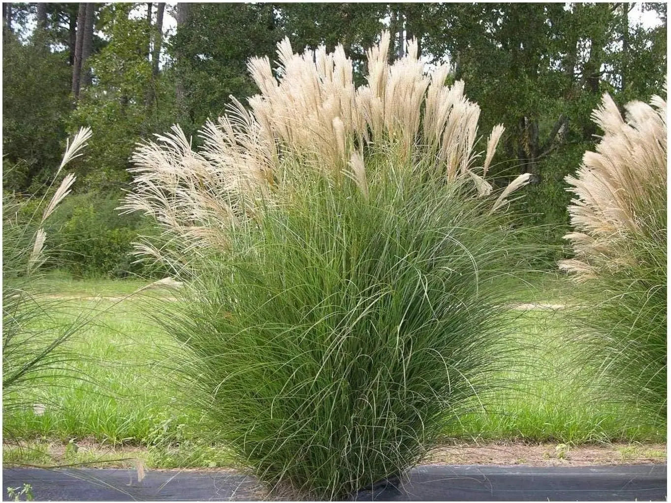 Sechs Ziergras in einer Kollektion, zeigt anmutige und strukturierte Pflanzen im Garten, von Stauden Gänge, natürliche Gartenpflanzen.