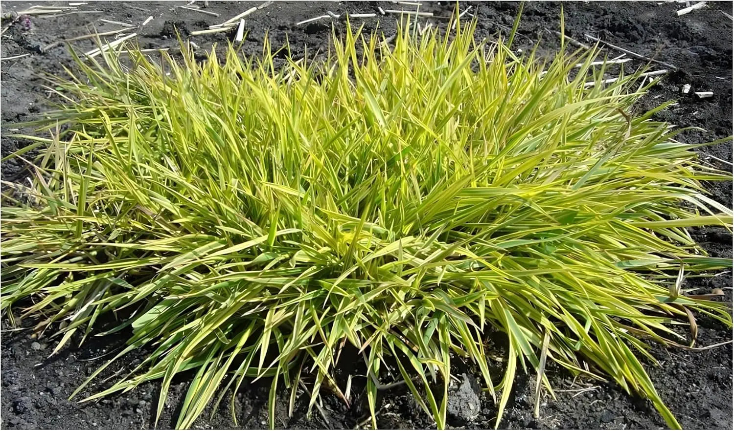 Gold-Fuchsschwanz Ziergras Alopecurus pratensis ‚Aureovariegatus‘ mit gelb-grünen Blättern, Stauden Gänge, dekoratives Ziergras