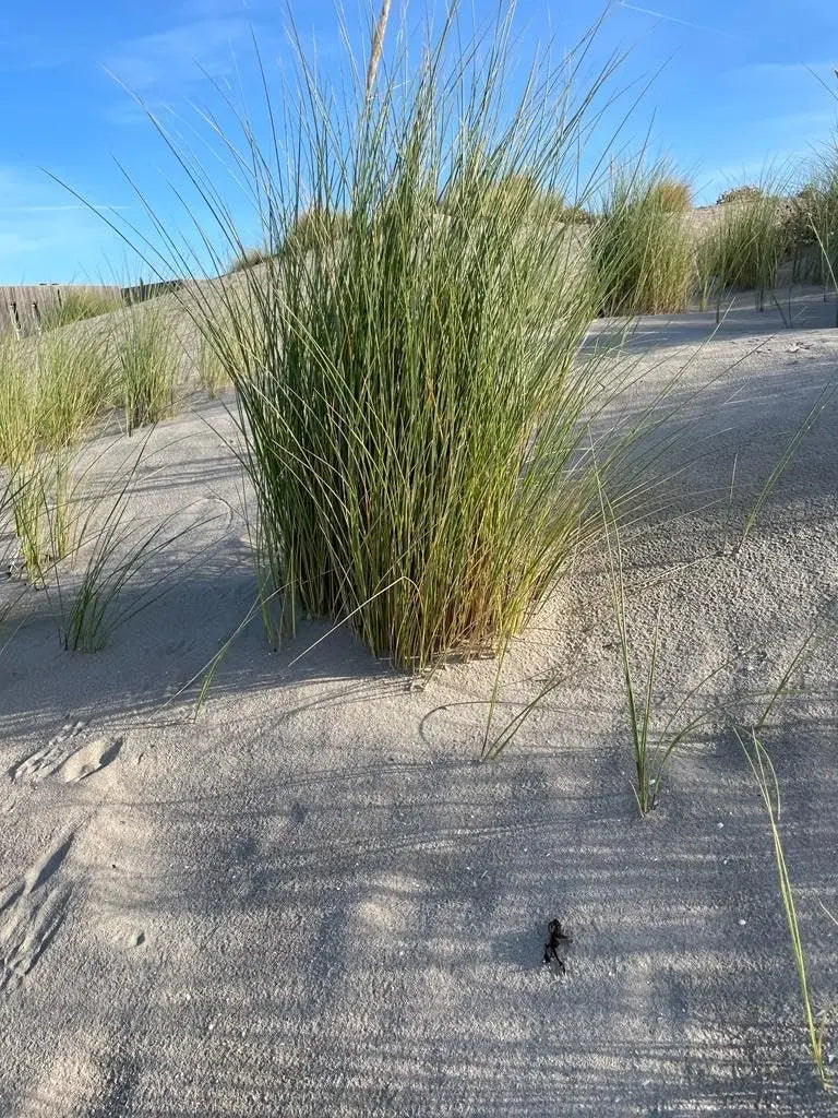 Ziergras Ammophila arenaria, Strandhafer, im XXL-Topf, bei Stauden Gänge, mit grünen, langen Halmen.