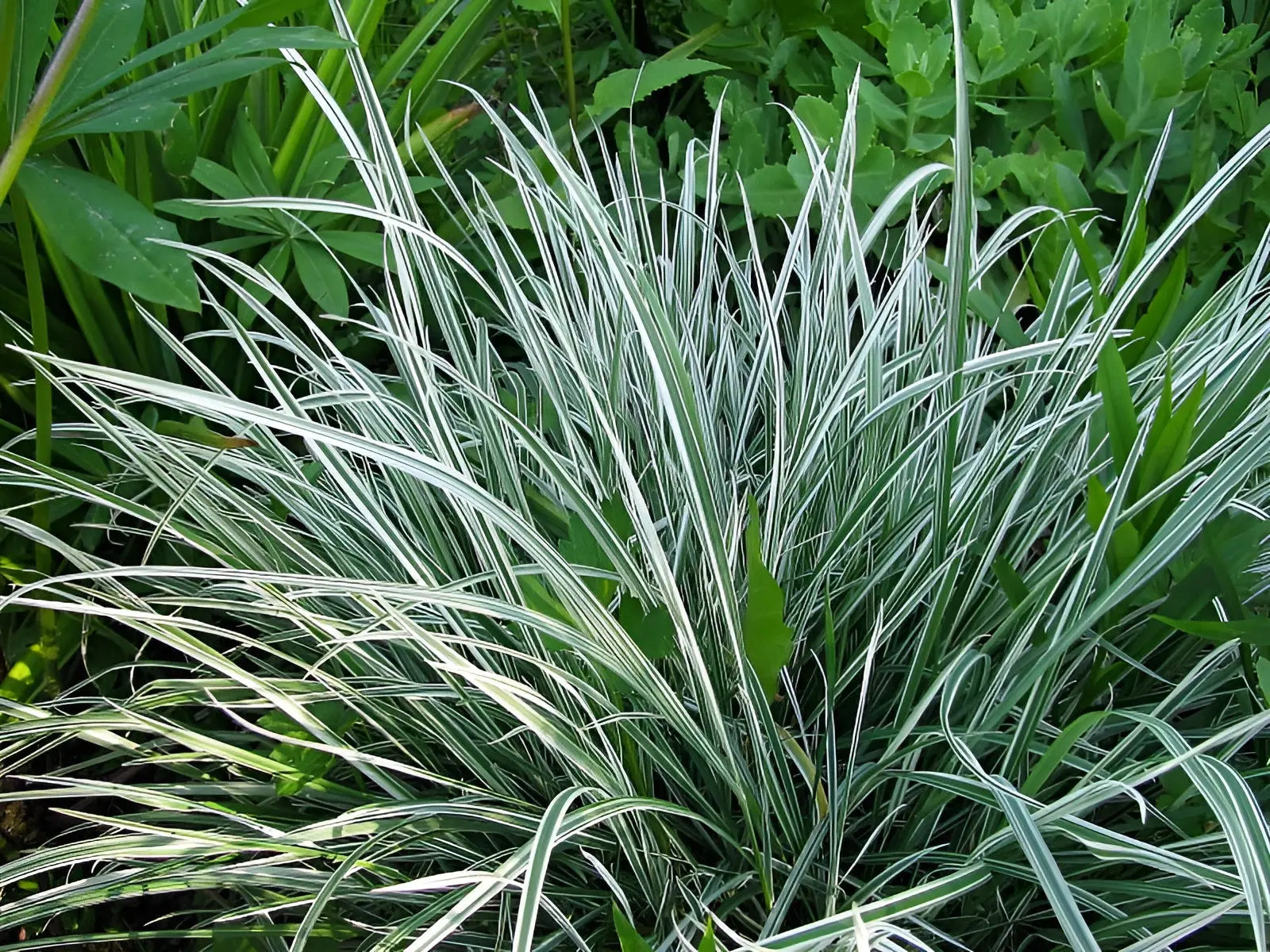 Variegatum Knollen-Glatthafer, Ziergras von Stauden Gänge, mit gefärbten Blättern und aufrechter Wuchs, in Gartenaufnahme.