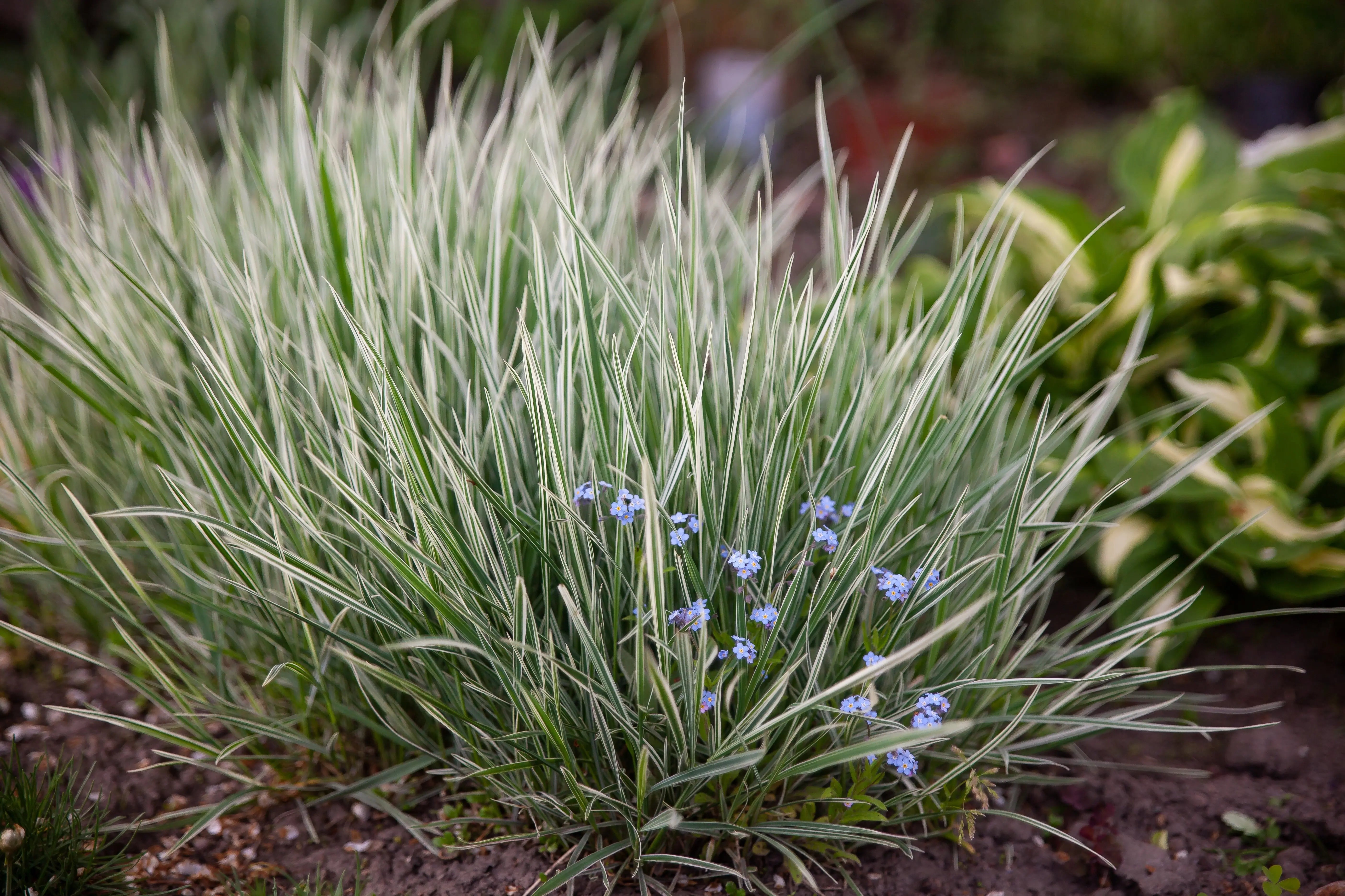 Ziergras Arrhenatherum elatius ssp. bulbosum 'Variegatum' mit gestreiften Blättern, dicht wachsend, von Stauden Gänge.