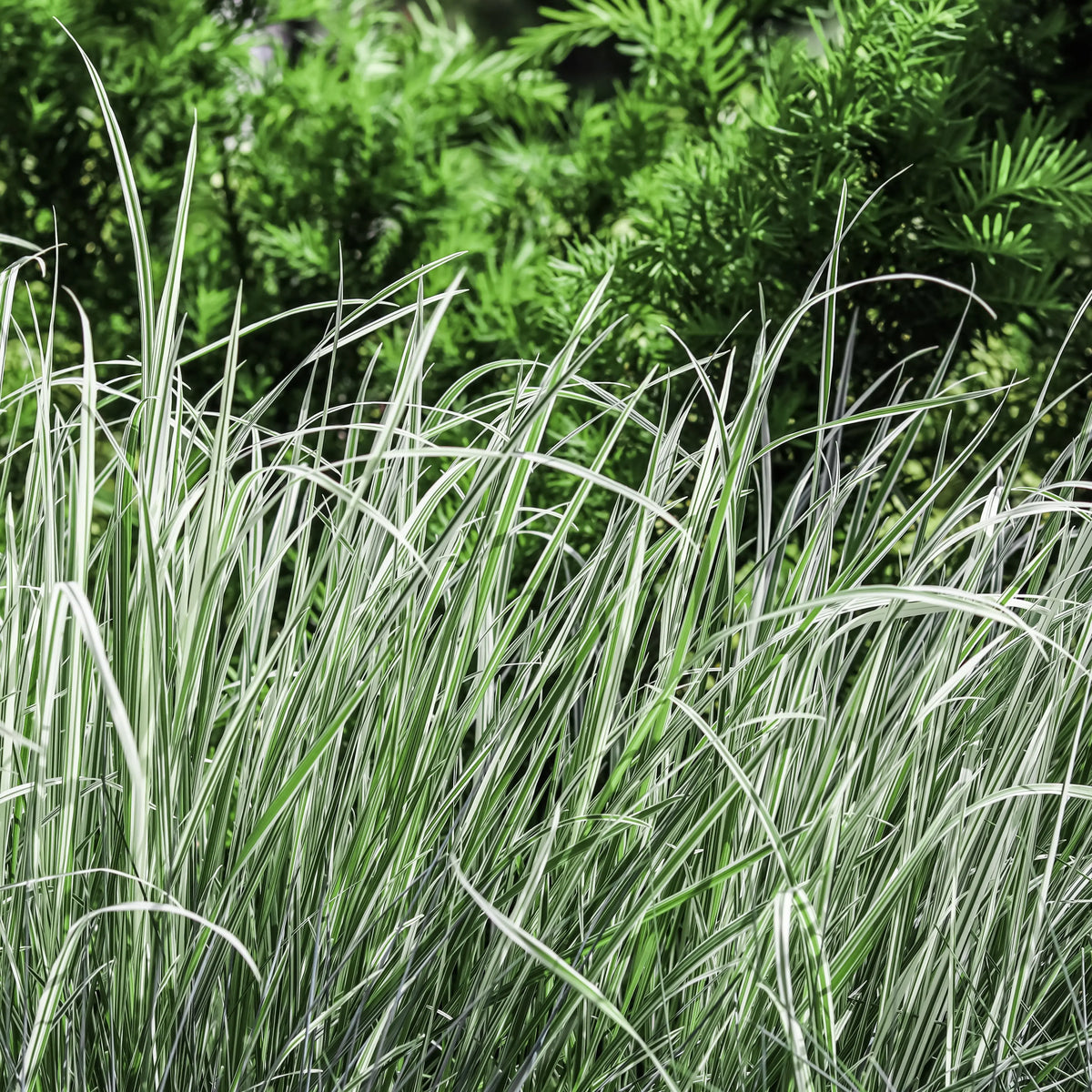 Arrhenatherum elatius ssp. bulbosum 'Variegatum' – Ziergras mit gestreiften Blättern, Stauden Gänge, Knollen-Glatthafer, frisch und gesund