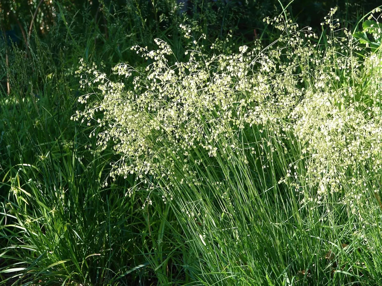 Ziergras Briza media / Zittergras von Stauden Gänge, grasartige Pflanze mit feinen, schwingenden Halmen.