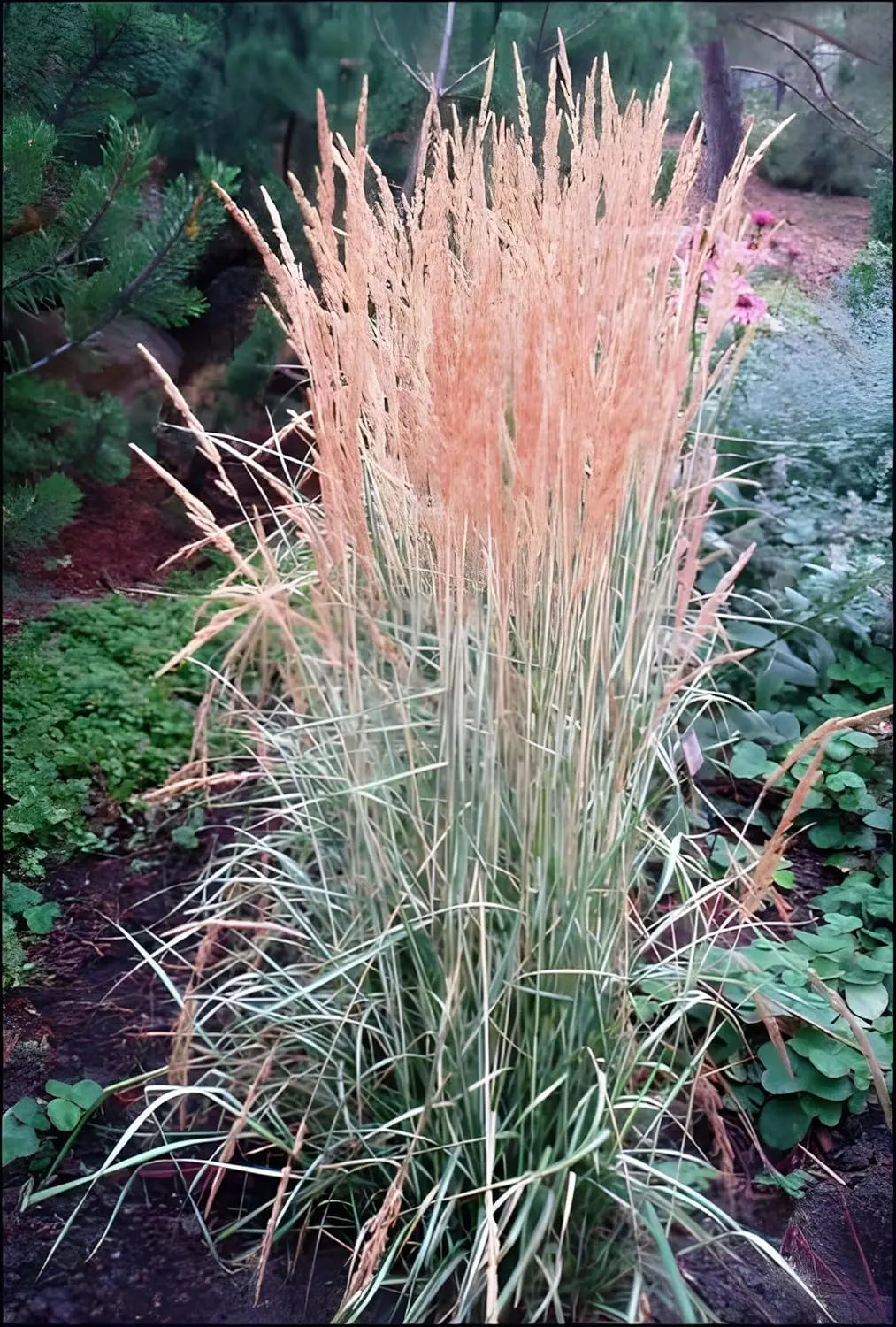 Buntes Reitgras Calamagrostis acutiflora 'Avalanche' von Stauden Gänge, Ziergras mit auffälligen, farbenfrohen Blättern und Blütenständen