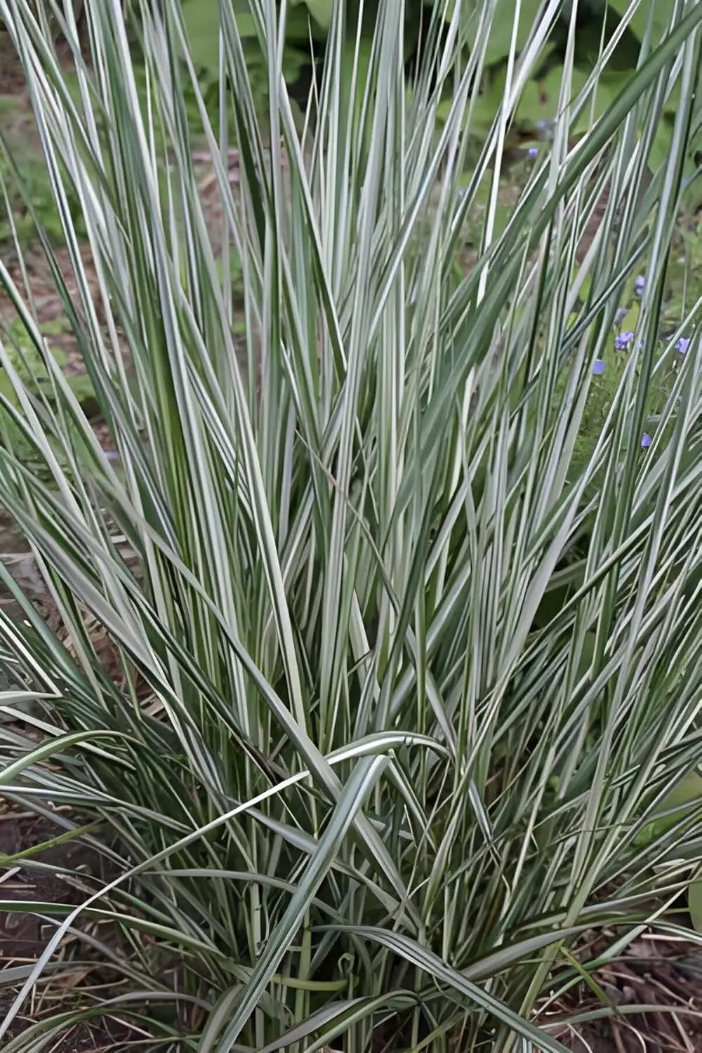 Buntes Reitgras Calamagrostis acutiflora 'Avalanche' als Ziergras, mit weichen, federartigen Halmen in Naturaufnahme.