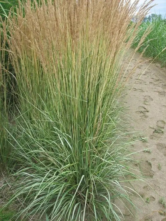 Buntes Reitgras Calamagrostis acutiflora 'Avalanche' als Ziergras, mit grazilem, buntem Blütenstand, von Stauden Gänge.
