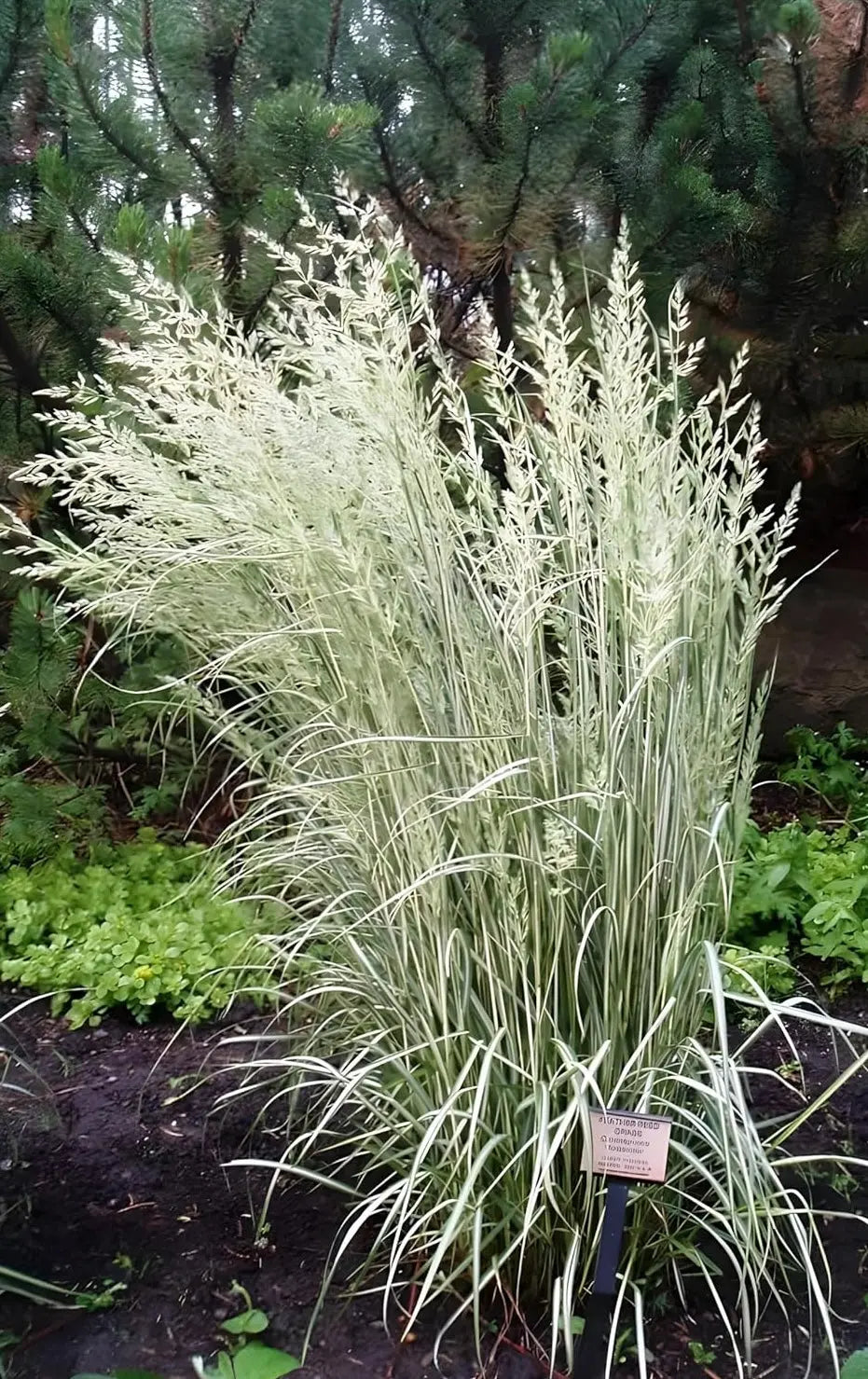 Buntes Reitgras Calamagrostis acutiflora 'Avalanche' im XXL-Topf, Ziergras von Stauden Gänge, grüne und cremefarbene Halme