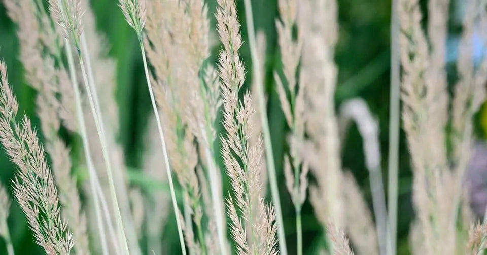 Buntes Reitgras Calamagrostis acutiflora 'Avalanche' im XXL Topf, Ziergras von Stauden Gänge, große Pflanze mit silbrigen Blättern